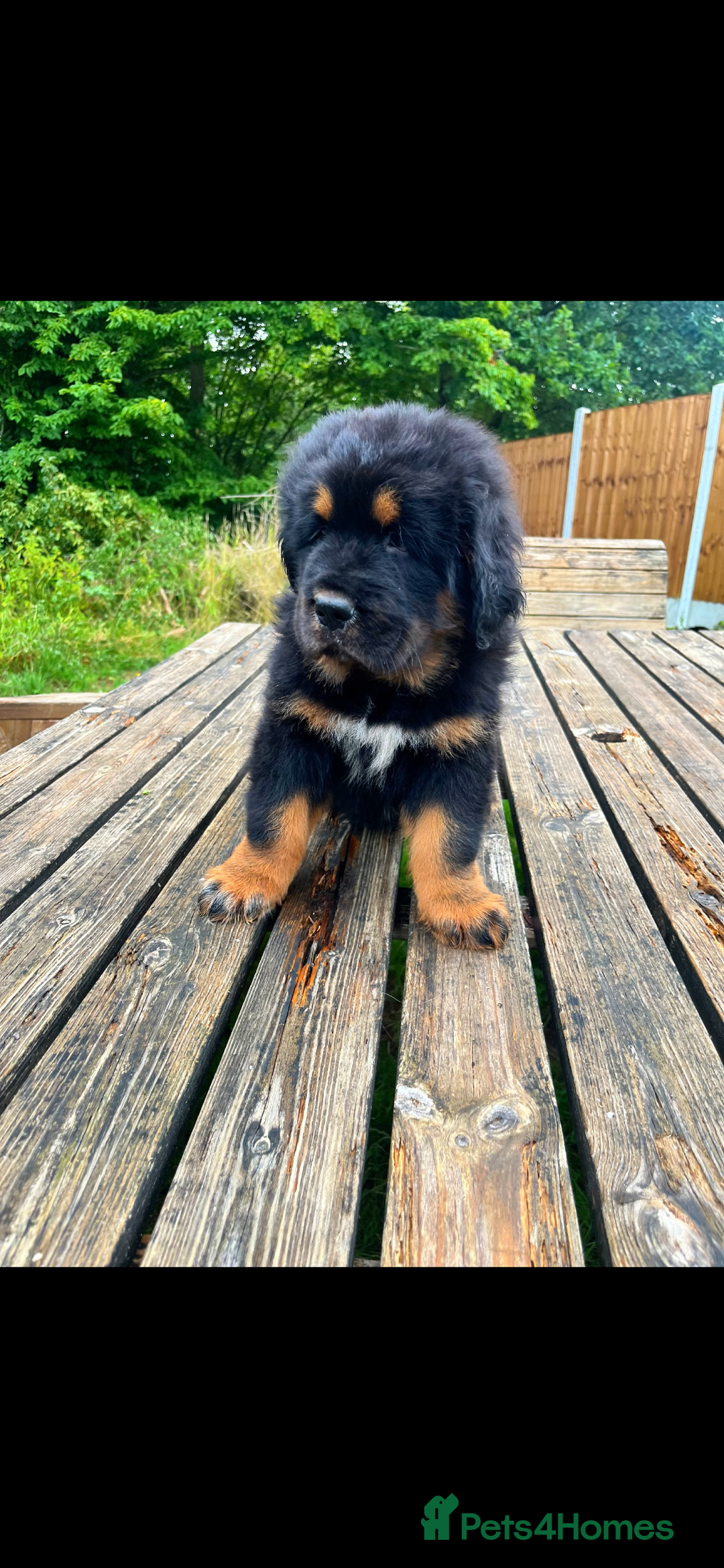 Tibetan Mastiff dogs for sale: 6 Tibetan Mastiff Puppies - Image 3