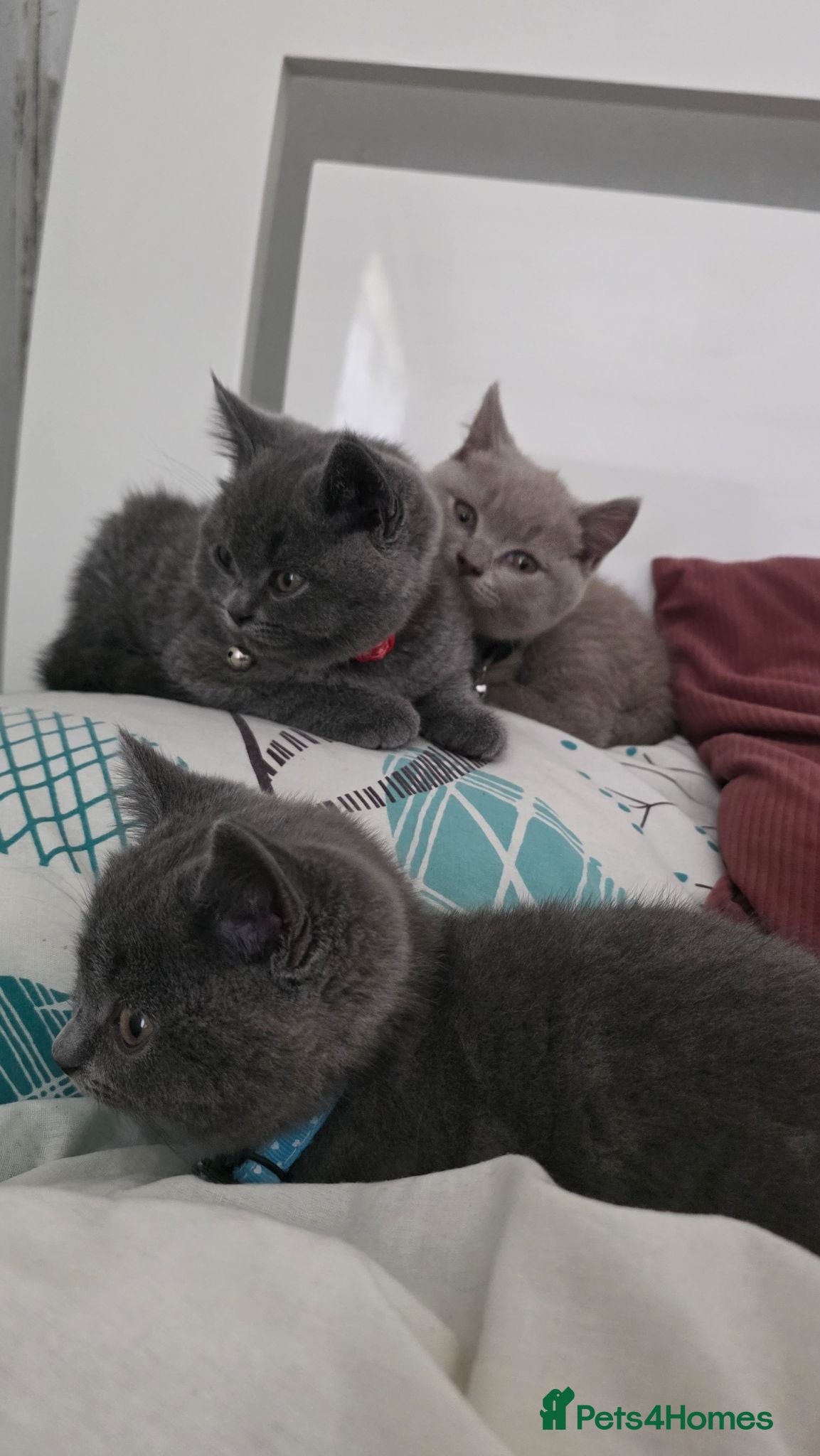 British Shorthair cats for sale: Pedigree BSH short hair kittens READY to go! - Advert 2