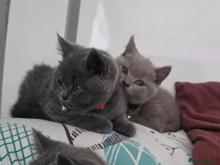 British Shorthair cats Pedigree BSH short hair kittens READY to go! - Advert 4