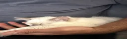 Ragdoll cats for sale: Pure Ragdoll Kitten - Advert 3
