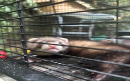 Ferret rodents for sale: 2 Ferret Hobs  - Image 3