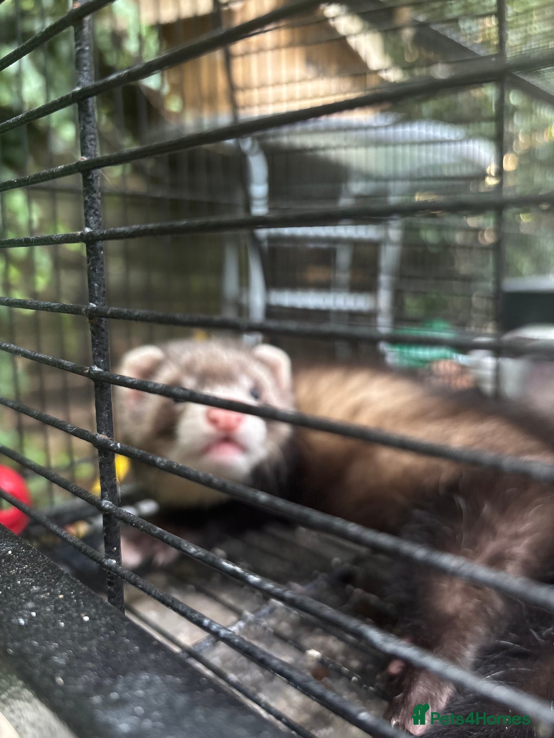 Ferret rodents for sale: 2 Ferret Hobs  - Image 3