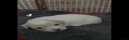 Coton De Tulear dogs for sale: Gorgeous Coton de Tulear puppies KC registered - Advert 15