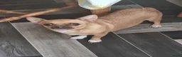 Chihuahua dogs for sale: Chihuahua  - Advert 4