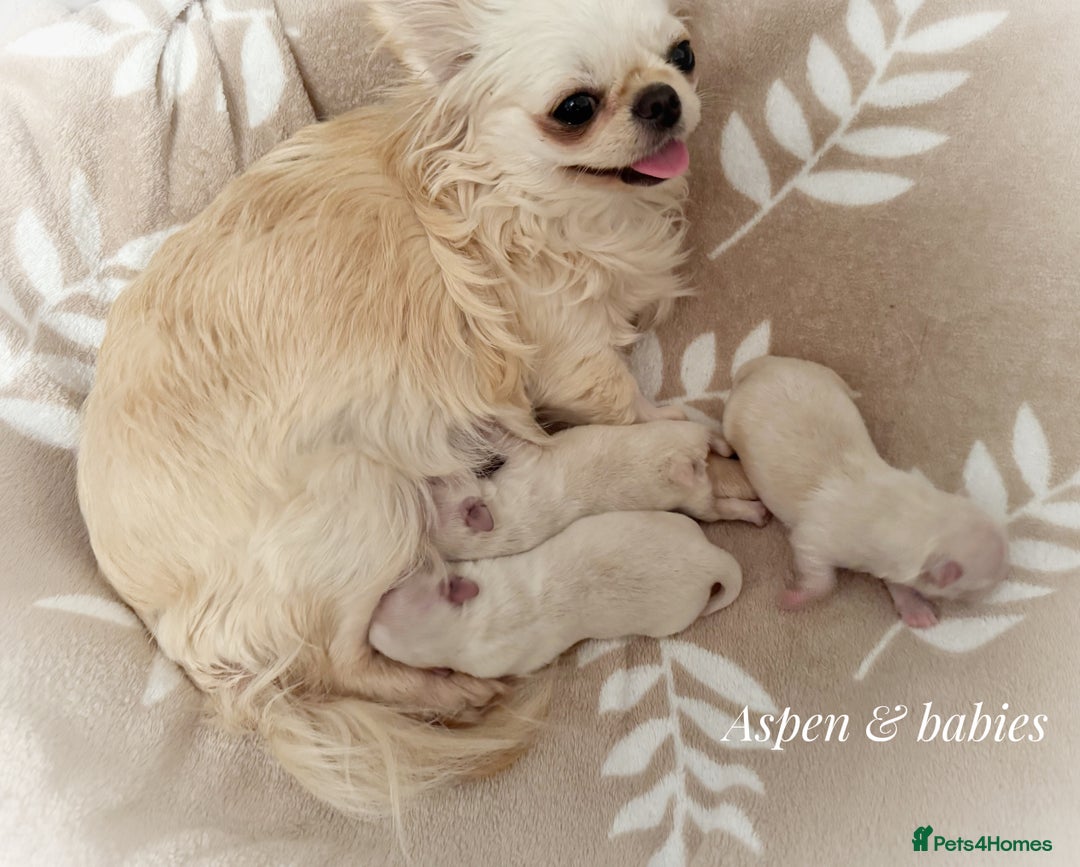 Chihuahua dogs for sale: KC long coat cream boy pet  - Advert 2