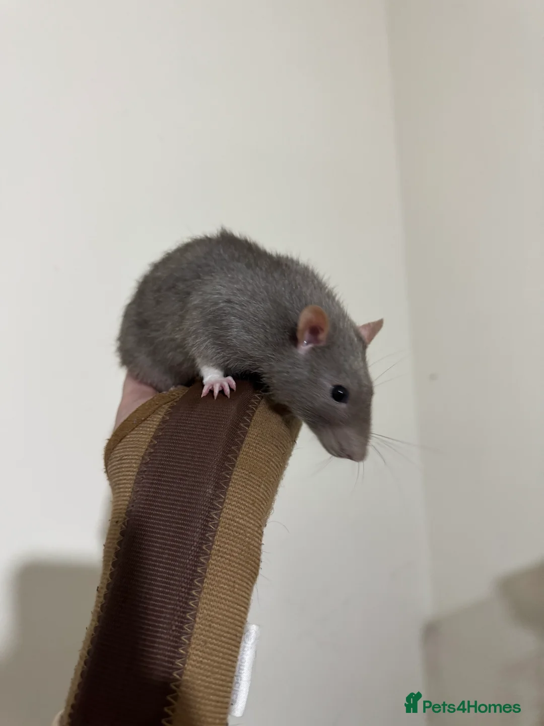 Rat rodents for sale: 2 male rats and cage  - Advert 3