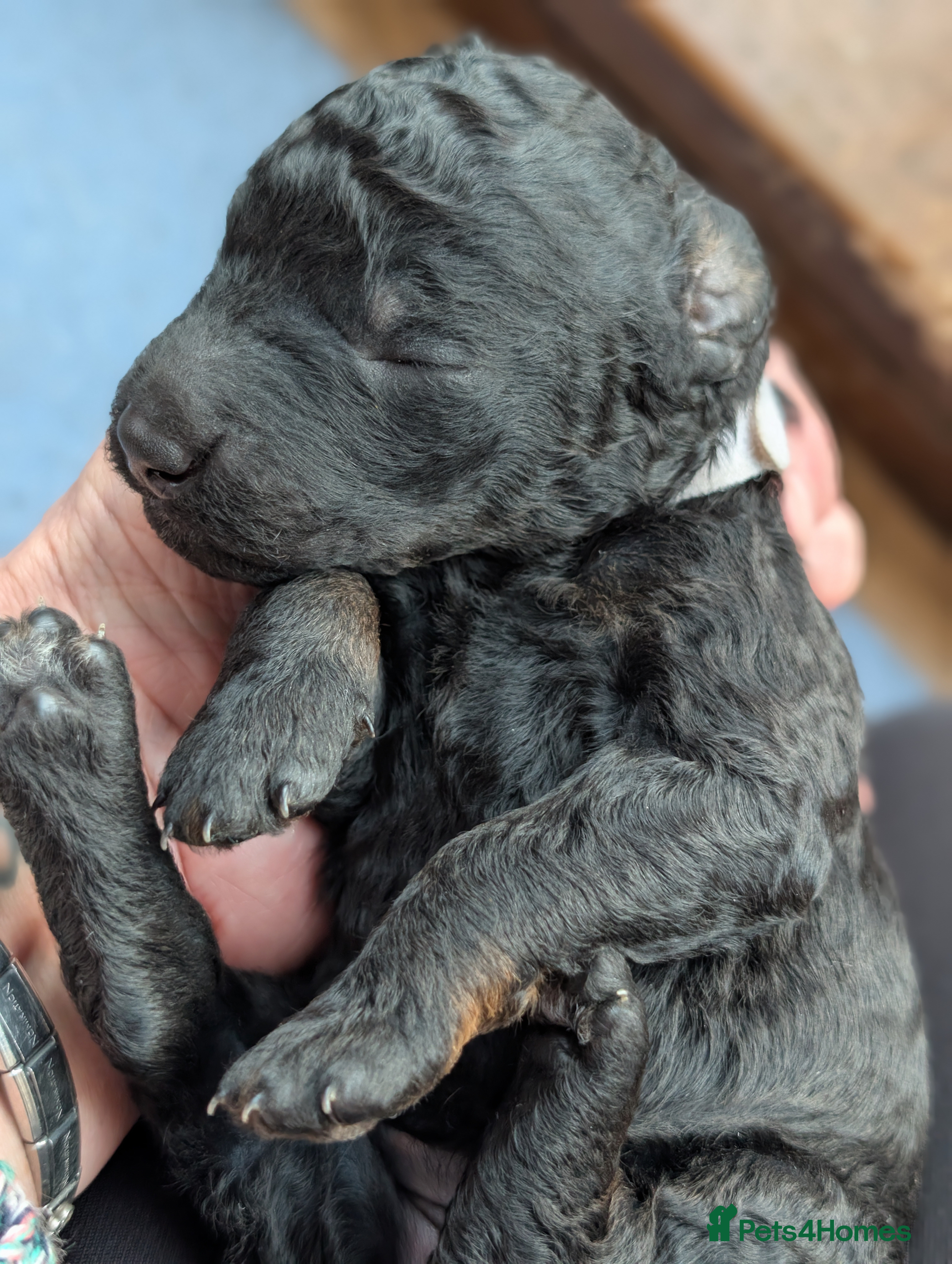 Bernedoodle dogs for sale: F1b Standard Bernedoodle puppies  - Advert 2