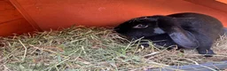 Mini Lop rabbits for sale: Black self female lop - Advert 4