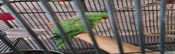 Ringnecks birds for sale: ringneck parakeets (cookie and geeta)  in Wolverhampton - Advert 6
