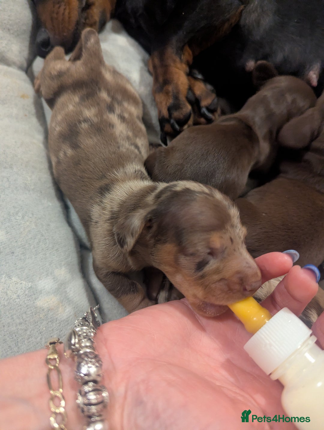 Dachshund dogs for sale: Tweenies Dachshunds 3 dogs 1 bitch - Advert 3