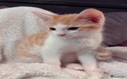 Domestic Shorthair cats for sale: Two male kittens available immediately  - Image 4