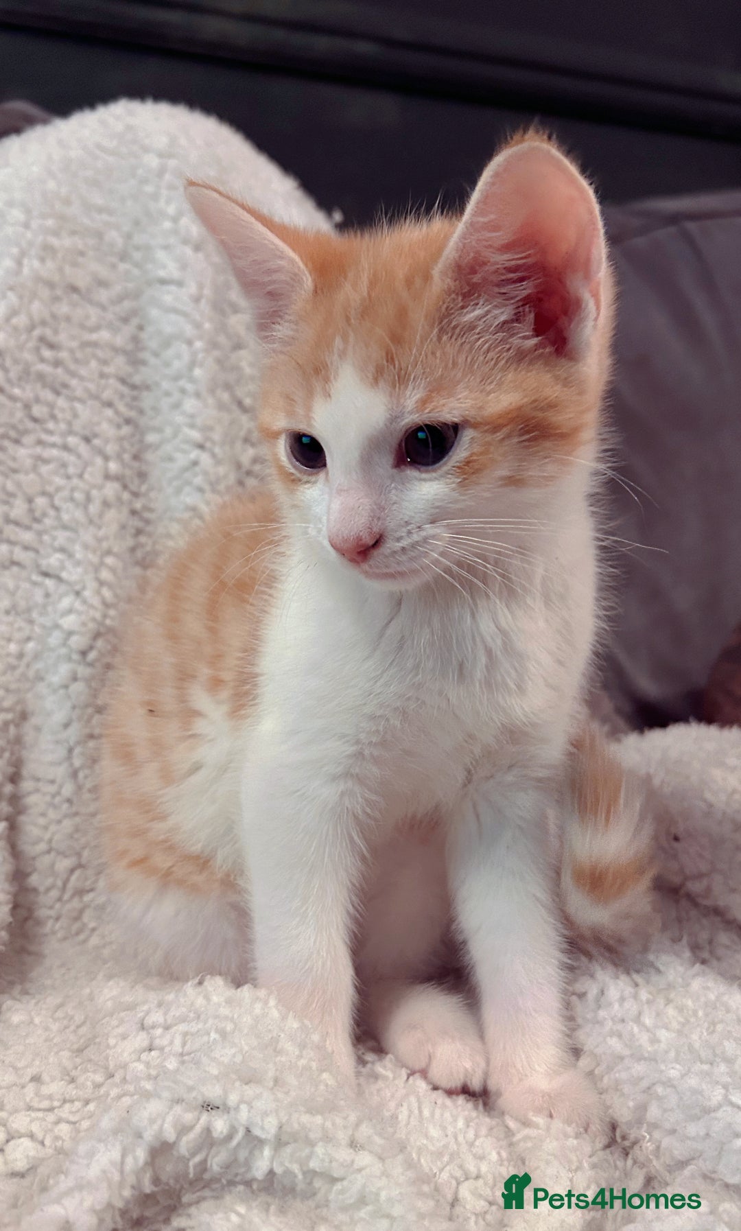Domestic Shorthair cats for sale: Two male kittens available immediately  - Image 4