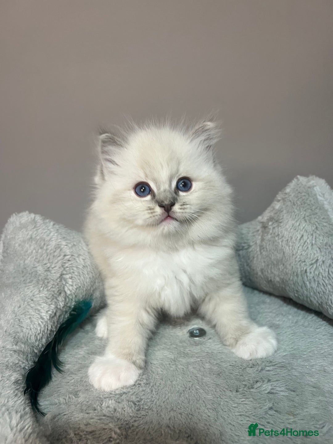 Ragdoll cats for sale: Registered Ragdolls kittens for sale - Image 16