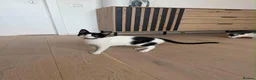 Mixed Breed cats for adoption: Mary - Norwich Norfolk  - Advert 2