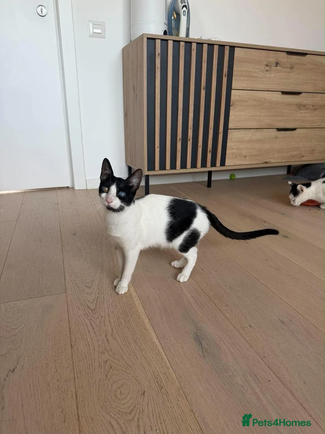 Mixed Breed cats for adoption: Mary - Norwich Norfolk  - Advert 2