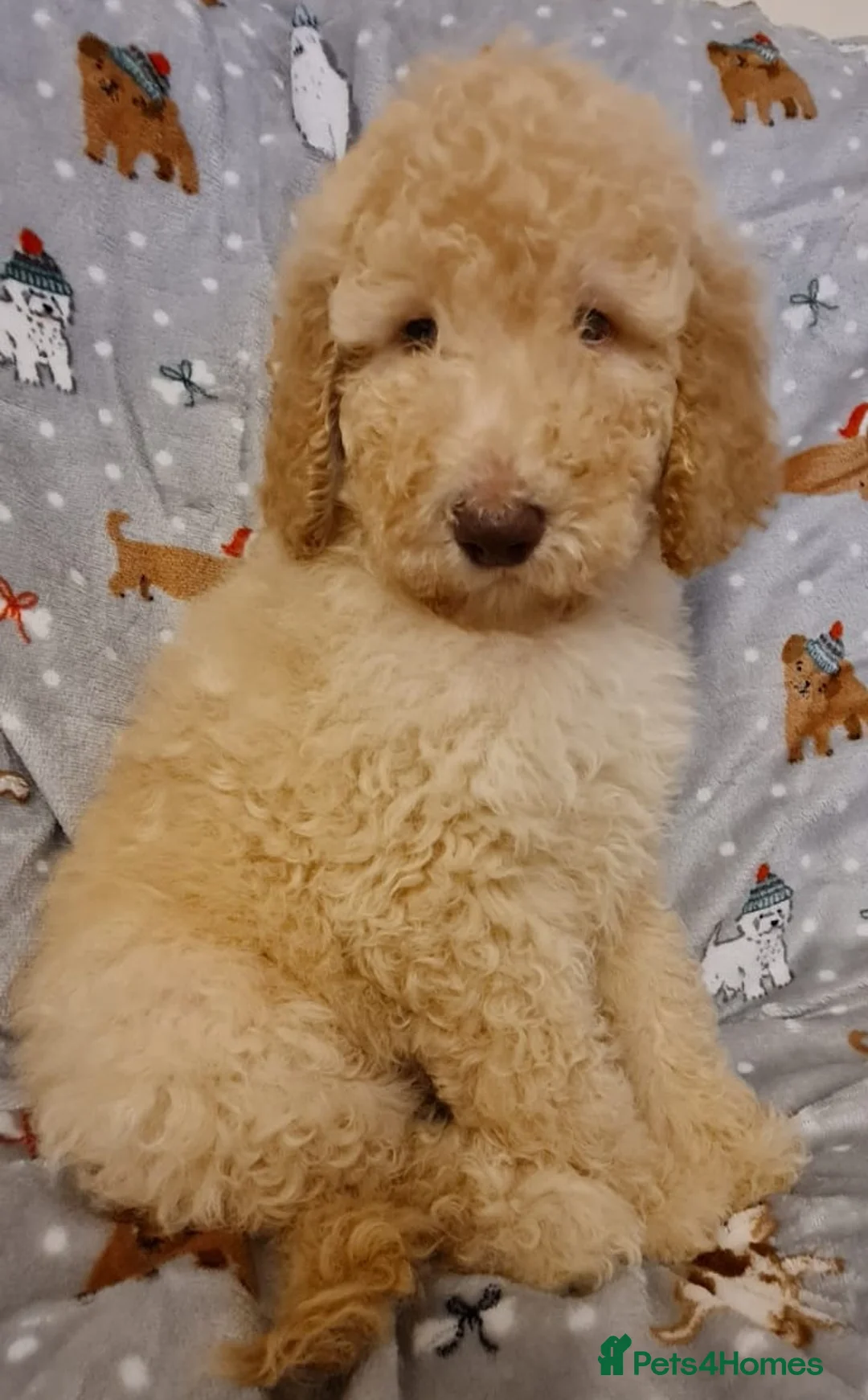 Labradoodle dogs for stud: Hypoallergenic Health Checked Labradoodle PROVEN😍 - Advert 22
