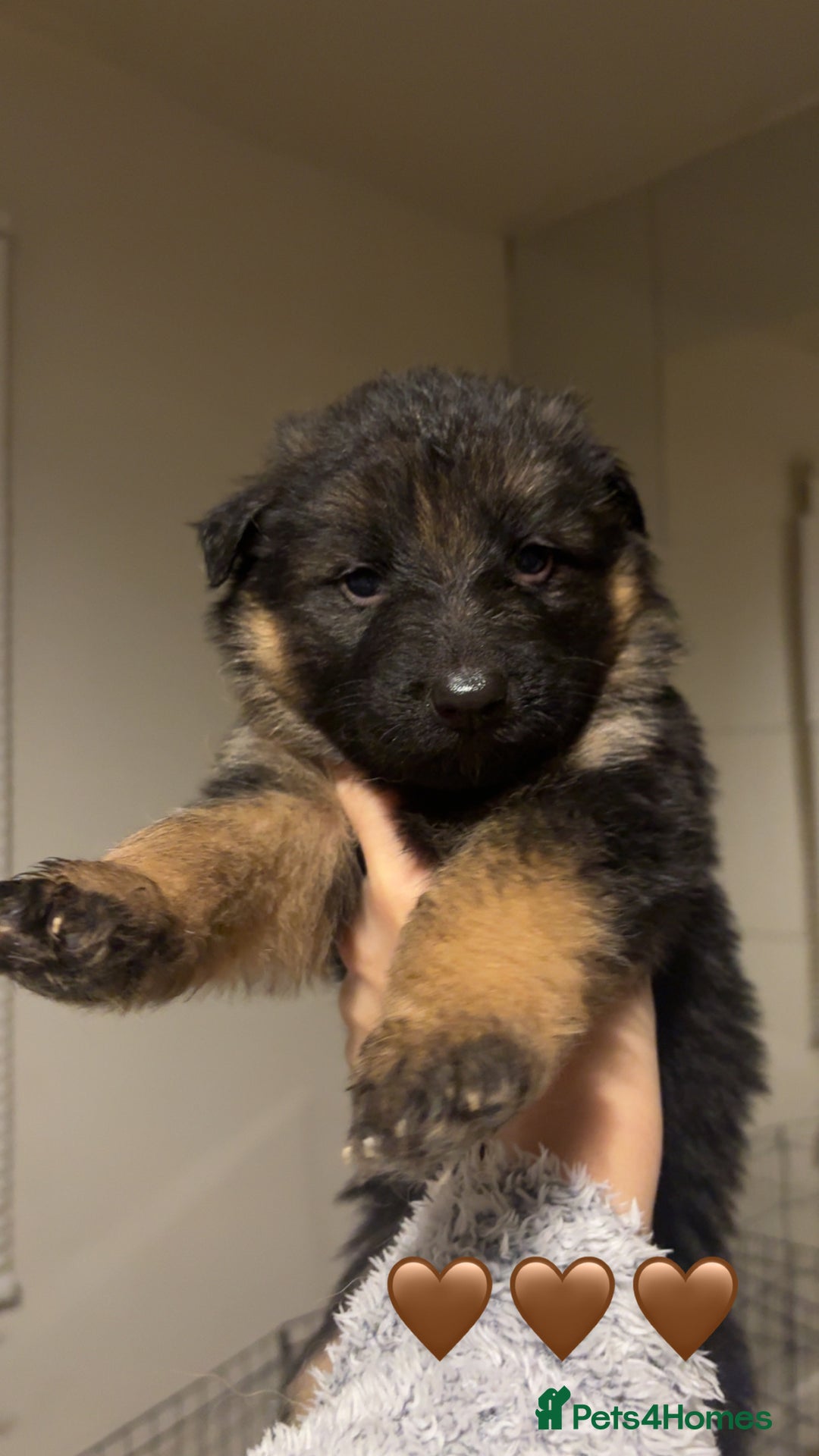 German Shepherd dogs for sale: German shepherd puppies - Advert 7