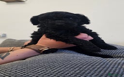 Standard Poodle dogs for sale: KC standard poodle for sale ! - Image 7