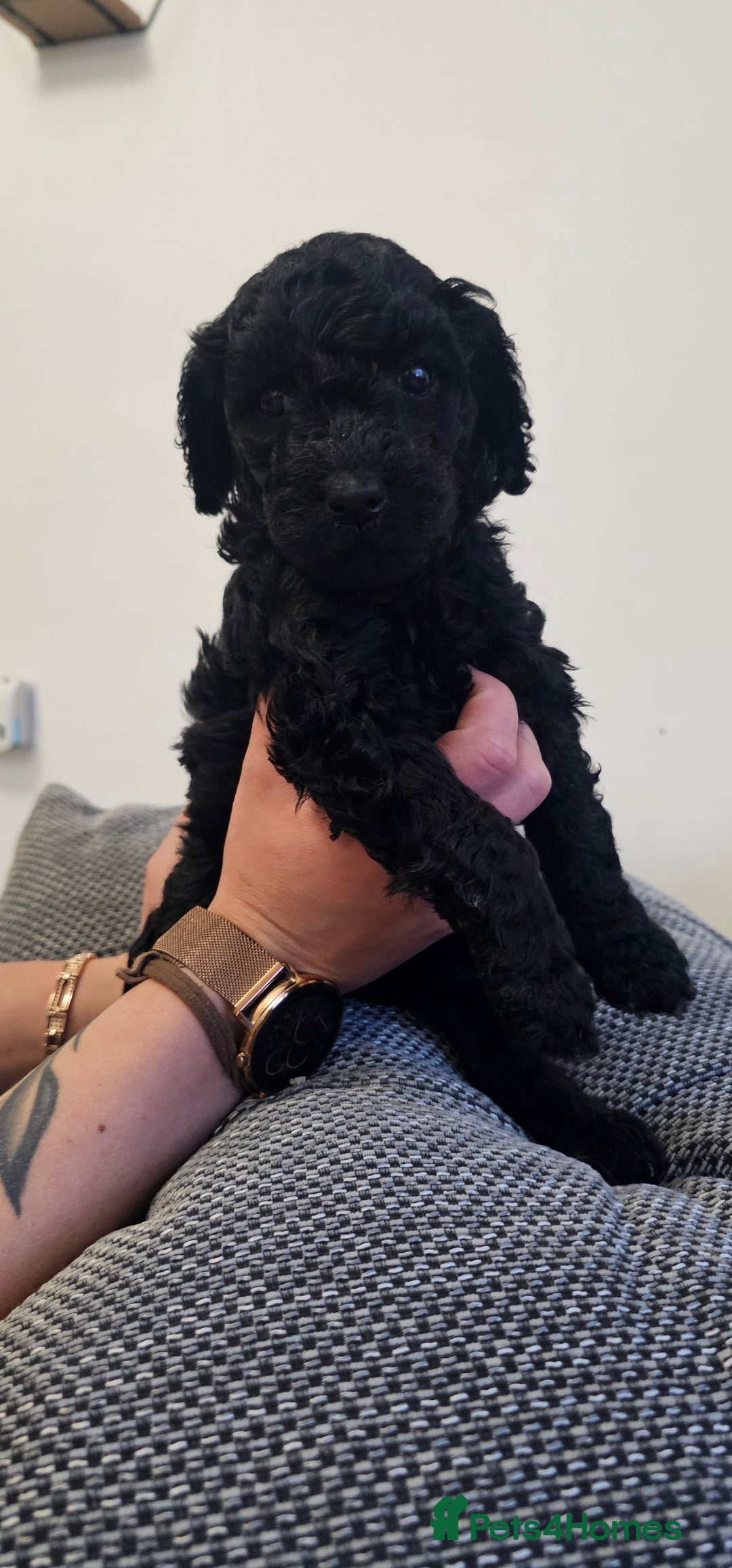 Standard Poodle dogs for sale: KC standard poodle for sale ! - Image 7