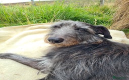 Mixed Breed dogs for sale: Beautiful bedlington whippet x lurcher puppies! - Image 19