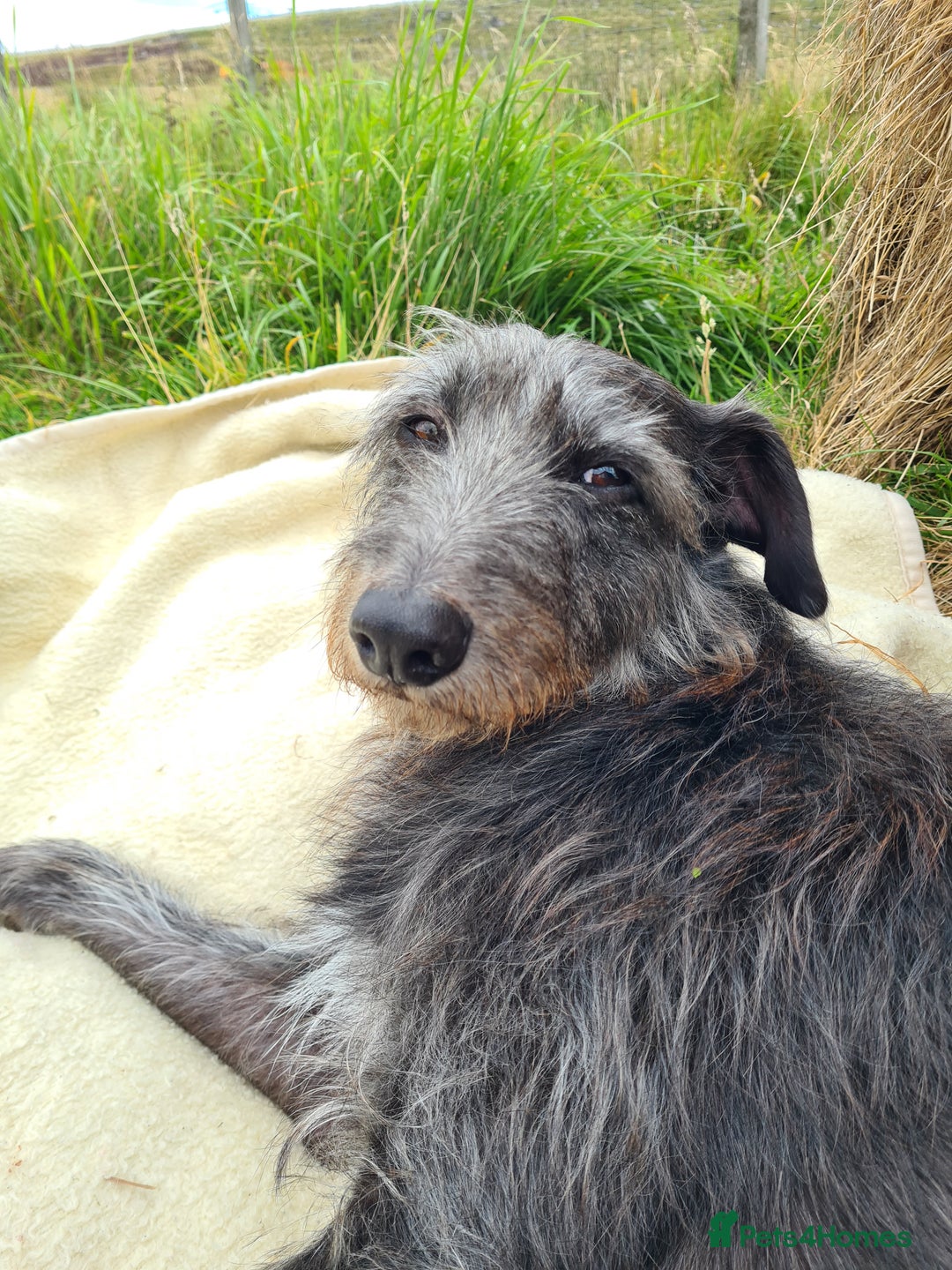 Mixed Breed dogs for sale: Beautiful bedlington whippet x lurcher puppies! - Image 19