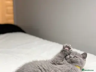 Scottish Fold cats Scottish straight - Advert 4