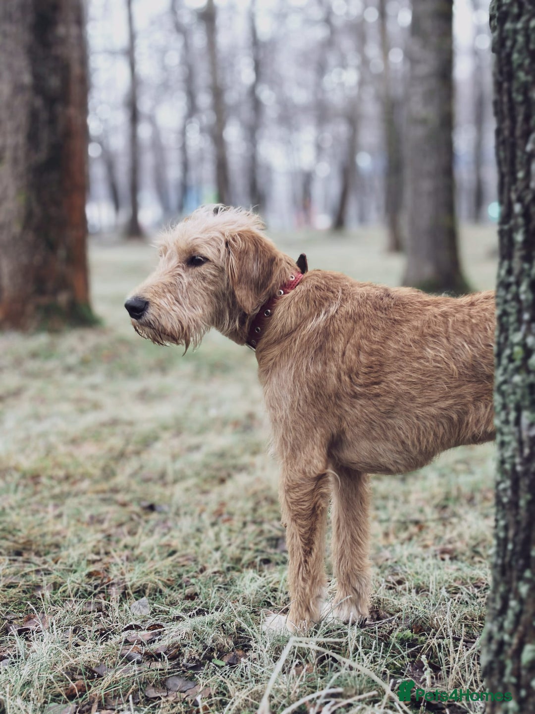 Norfolk Terrier dogs for adoption: LOTTIE – Female Norfolk Terrier - Advert 3
