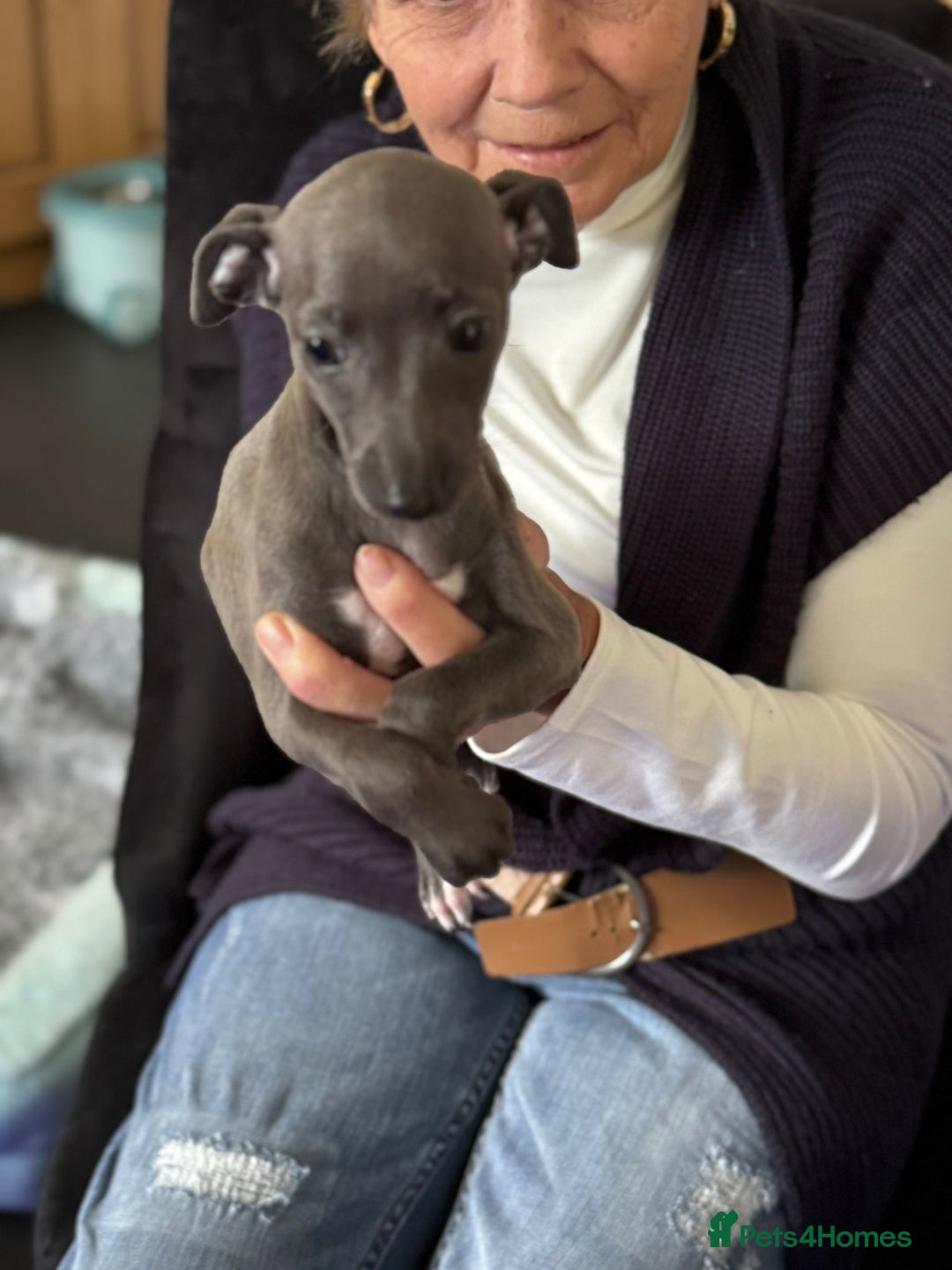Italian Greyhound dogs for sale: Italian greyhound puppy - Advert 7