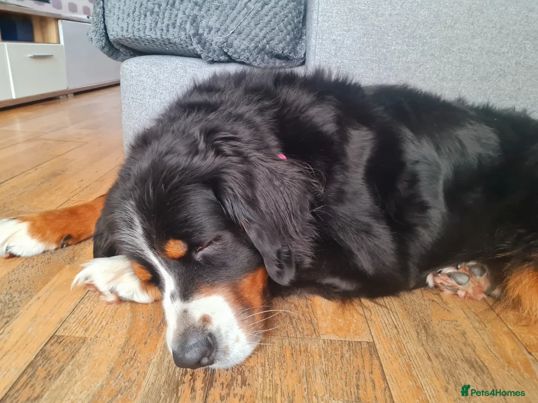 Bernese Mountain Dog dogs for sale: Bernese Mountain Dog girl - Advert 2