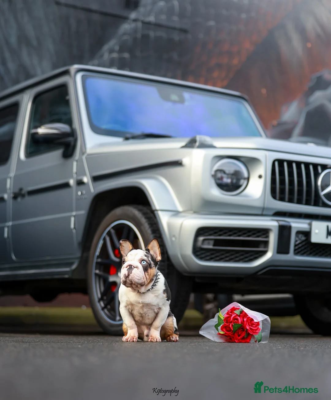 French Bulldog dogs for stud: KC Harliquin Husky Koi Carrying Pink & Testable - Advert 5