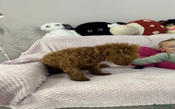 Toy Poodle dogs for sale: Red toy poodle girl - Image 6