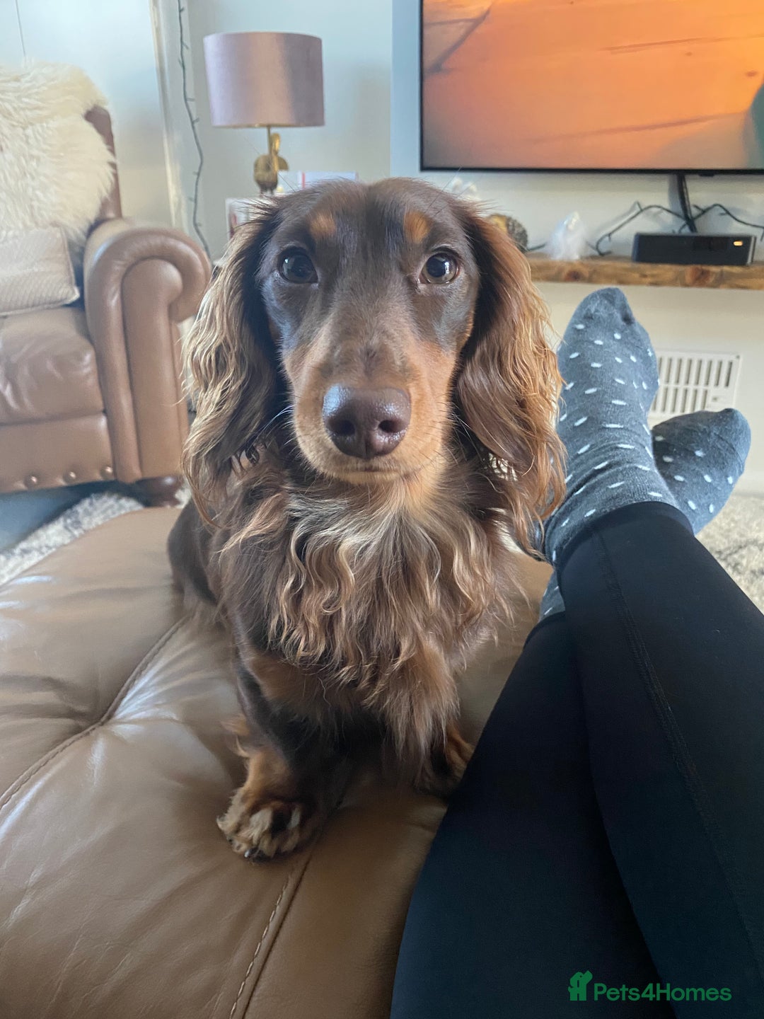 Miniature Dachshund dogs for stud: Long-haired miniature Dachshund in Hitchin - Advert 9