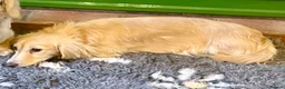 Miniature Dachshund dogs for sale: Two year old beautiful kc registered cream girl - Advert 2