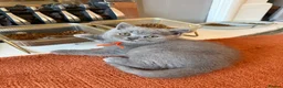 British Shorthair cats for sale: British Shorthair kittens open for reservations  - Advert 7