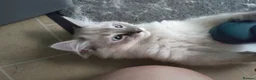 Ragdoll cats for sale: Beautiful Male Ragdoll Kittens - Advert 10