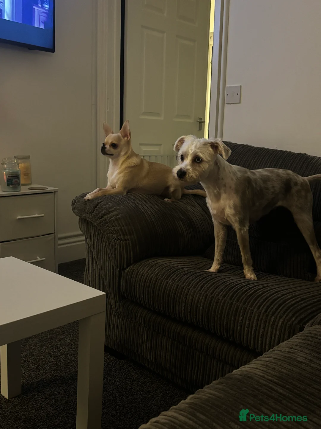 Mixed Breed dogs for sale: Dotty - Advert 2