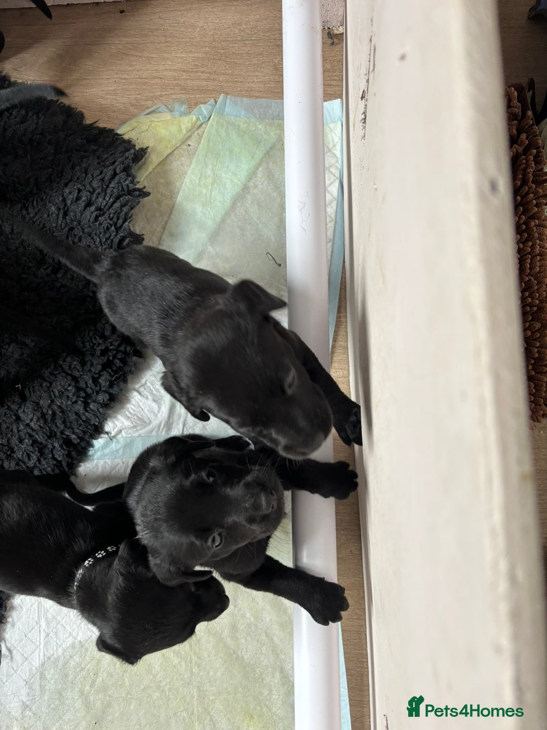 Mixed Breed dogs for sale: Black Lab x GSP puppies for sale - Image 7