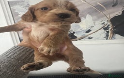 Cocker Spaniel dogs for sale: Cocker spaniels  - Image 28