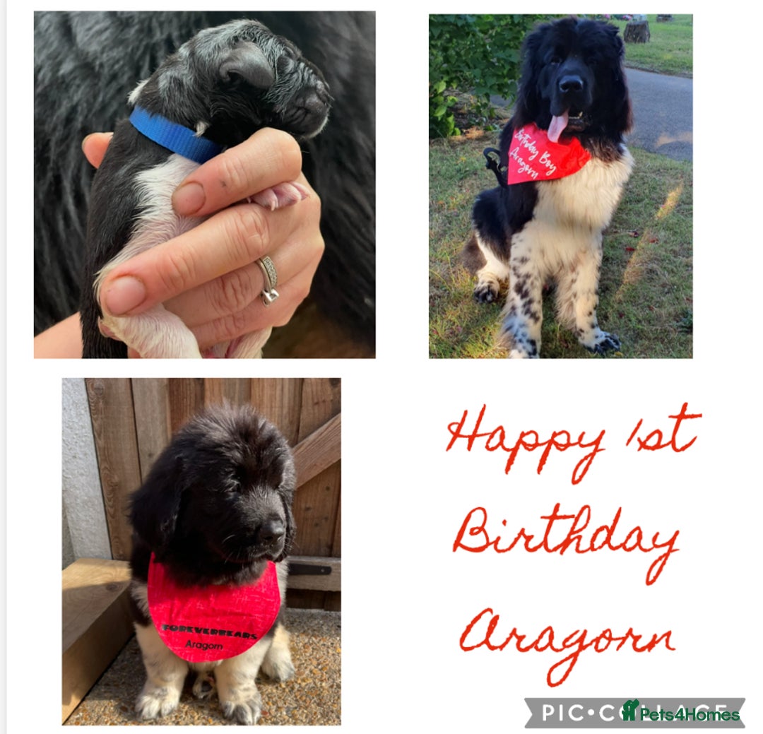 Newfoundland dogs for stud: KC REGISTERED NEWFOUNDLAND STUD HEALTH TESTED  in Basildon - Advert 36