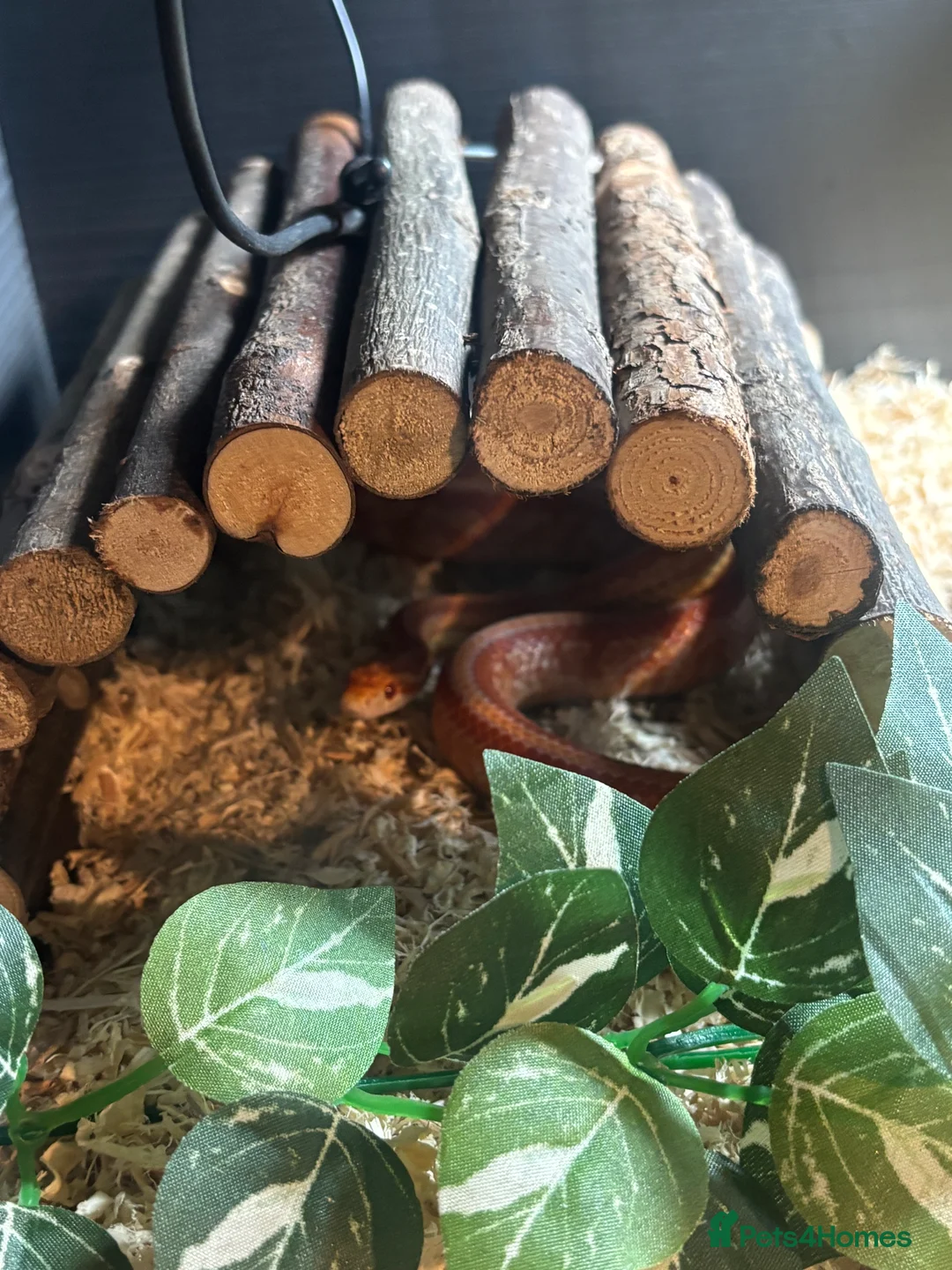 Corn Snake reptiles for sale: Juvenile Amel Tessera Corn Snake - Advert 7