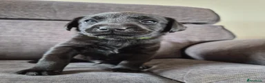 Labrador Retriever Puppy 4