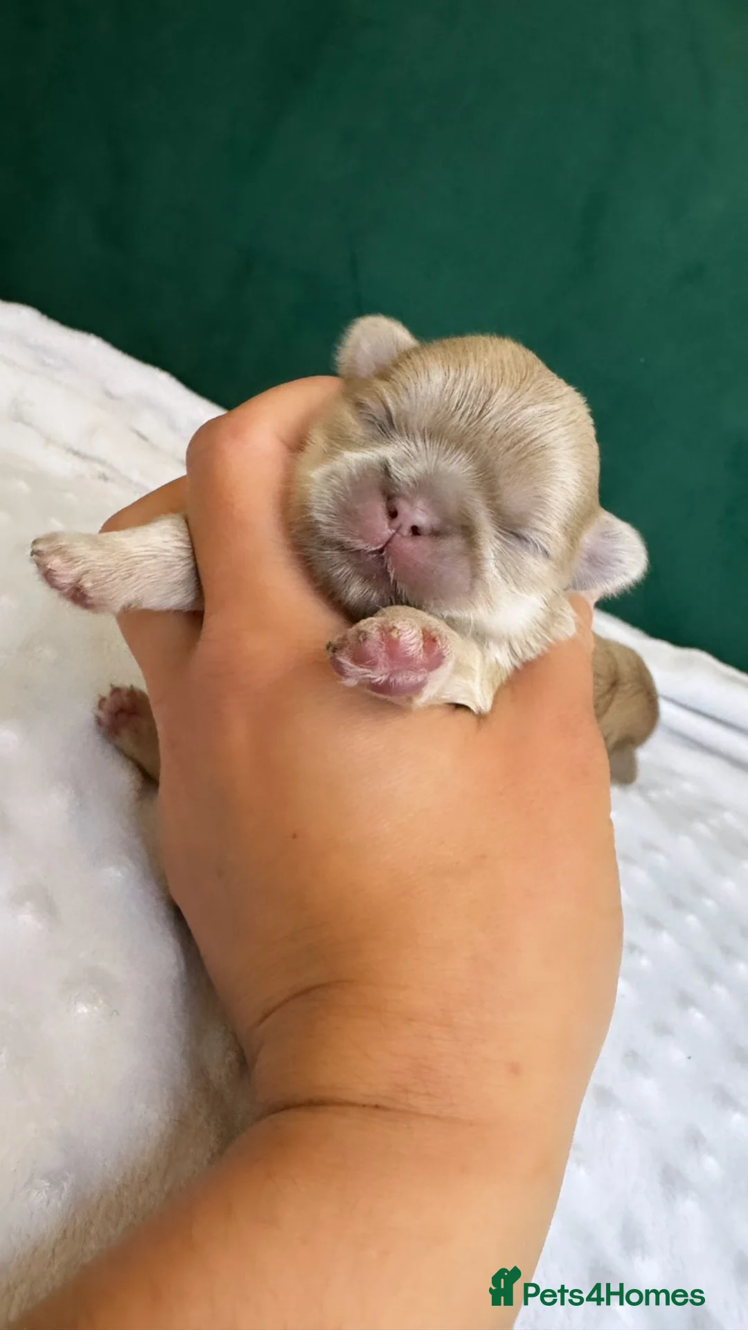 Shih Tzu dogs for stud: LAVENDER Tiniest lavender stud in Wales  in Cardiff - Advert 22