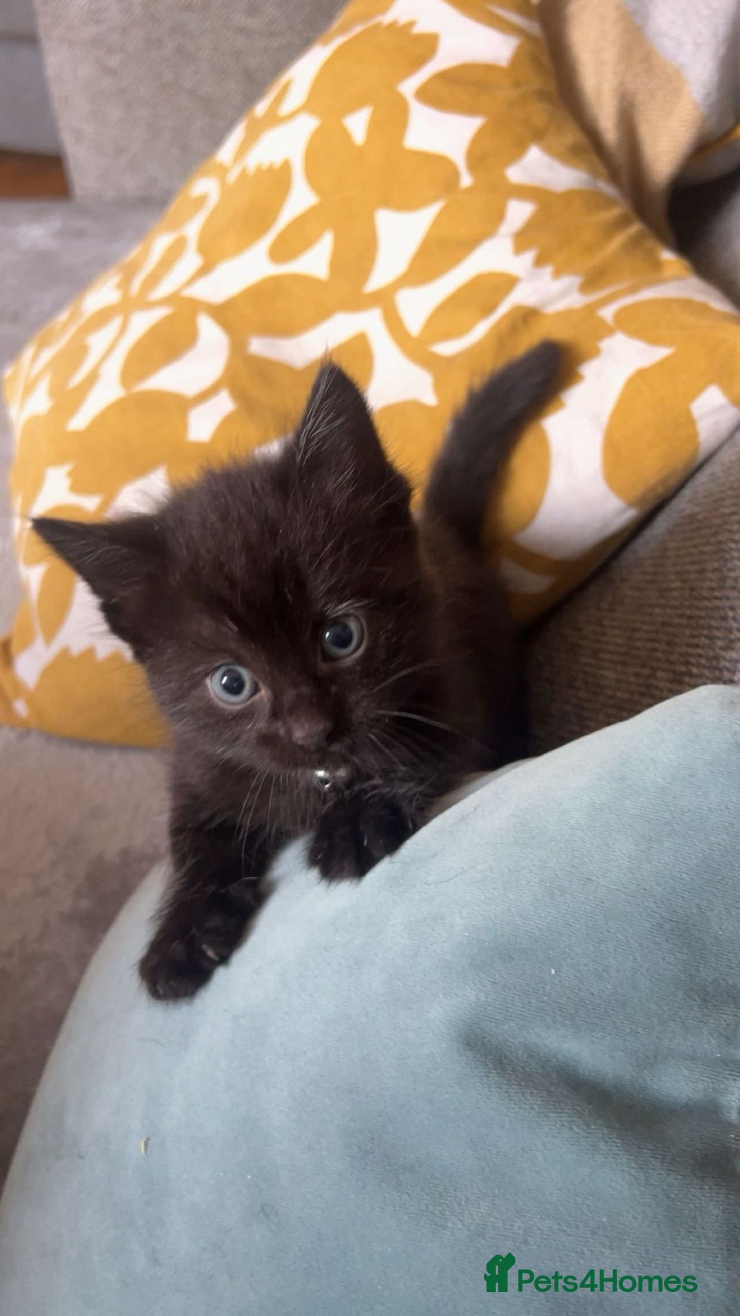 RagaMuffin cats for sale: Ragamuffin kittens  - Image 24