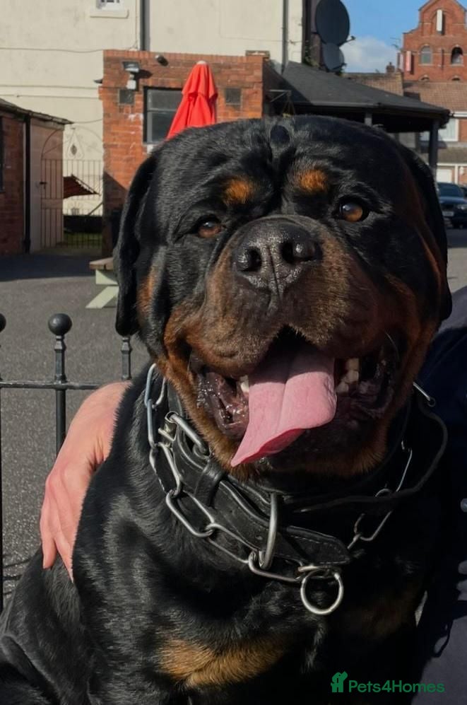 Rottweiler dogs German/Serbian line rottweiler puppies - Advert 6
