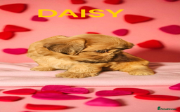 Shih Tzu dogs for sale: 💕🐶💕 STUNNING SHIH TZU 💕🐶💕 - Image 28