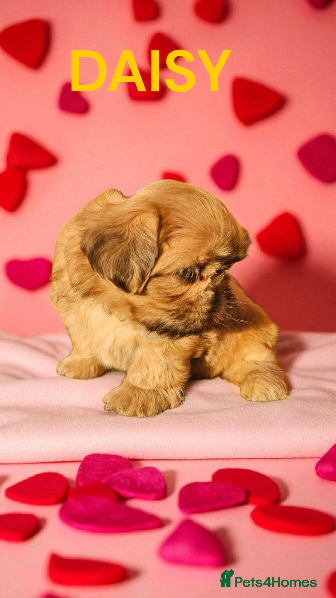 Shih Tzu dogs for sale: 💕🐶💕 STUNNING SHIH TZU 💕🐶💕 - Image 28