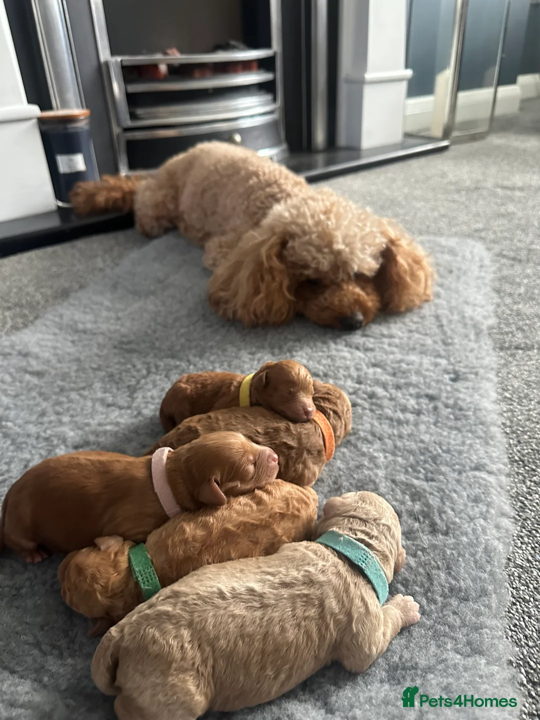 Cockapoo dogs for sale: Adorable f2 cockapoo in Ilkley - Advert 1