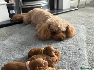 Cockapoo dogs Adorable f2 cockapoo - Advert 1