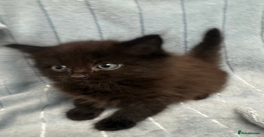 Mixed Breed cats - Advert 9
