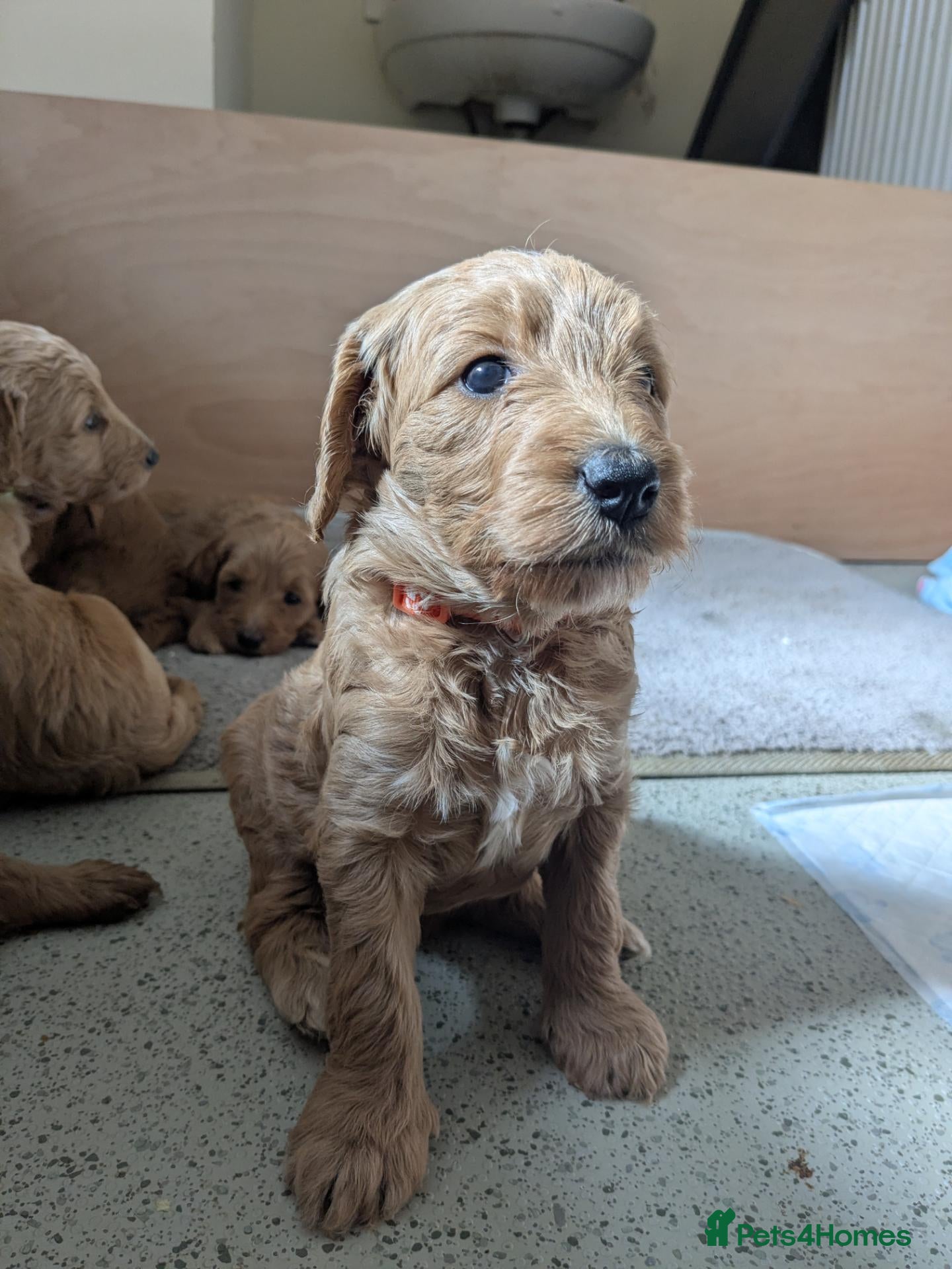 Goldendoodle dogs F1B Golden doodle Puppies  - Advert 15